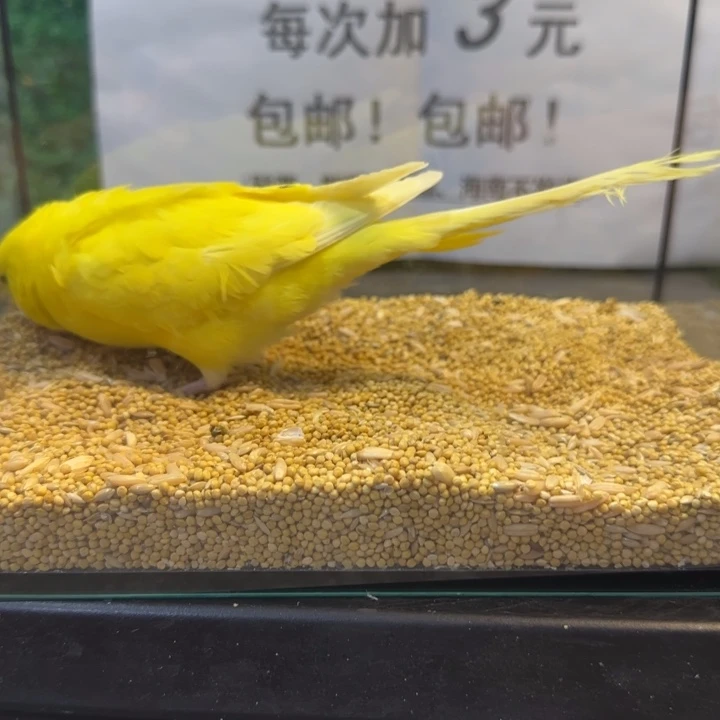 虎皮鹦鹉大头虎皮鹦鹉