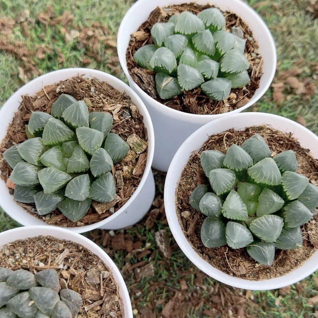 无花朵月影寿单头