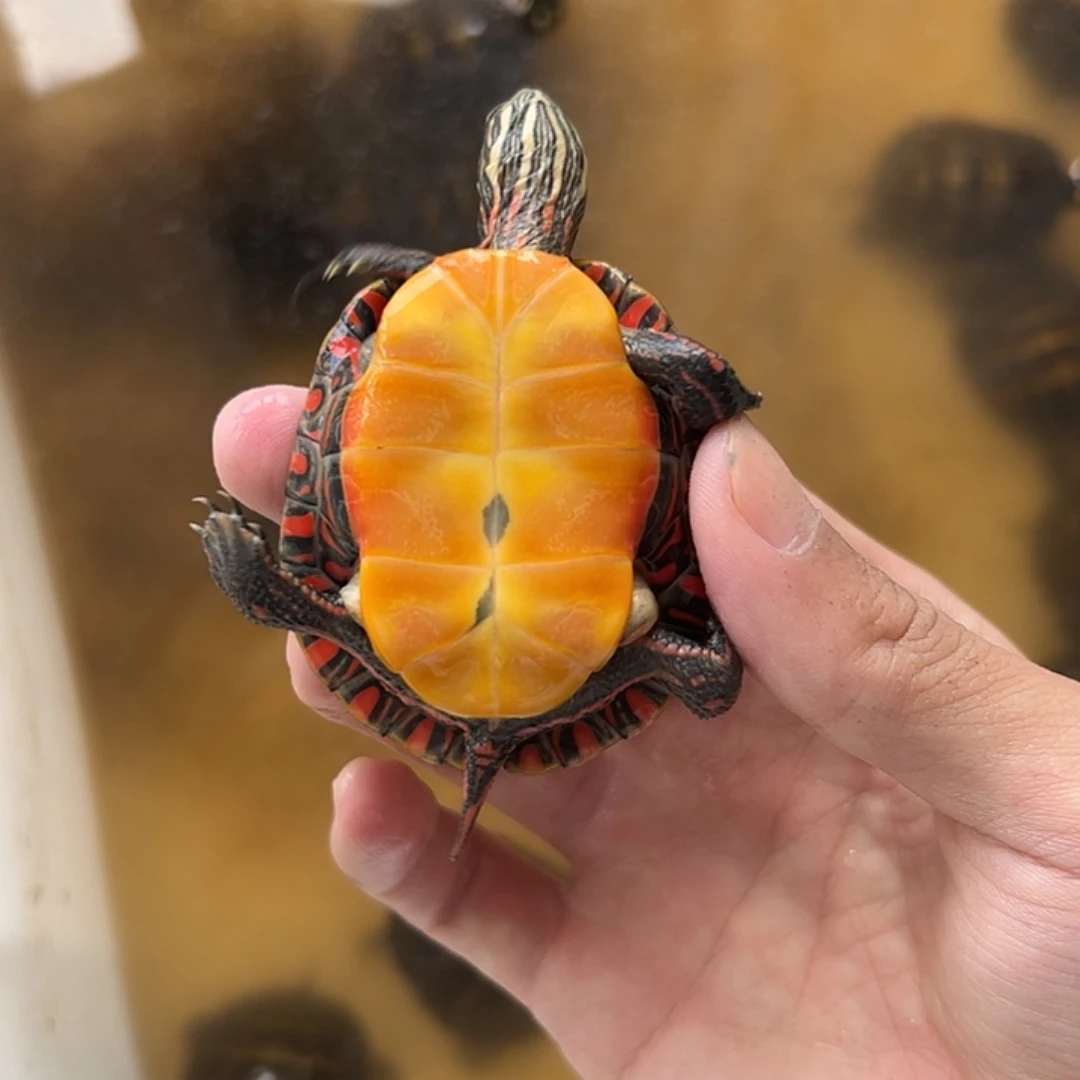 母锦龟东锦龟5cm左右包活