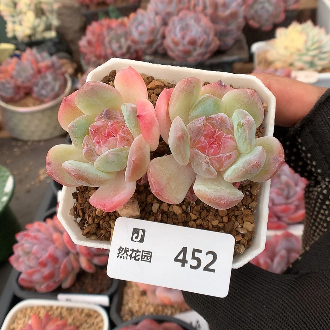 452冰魄多肉植物6666