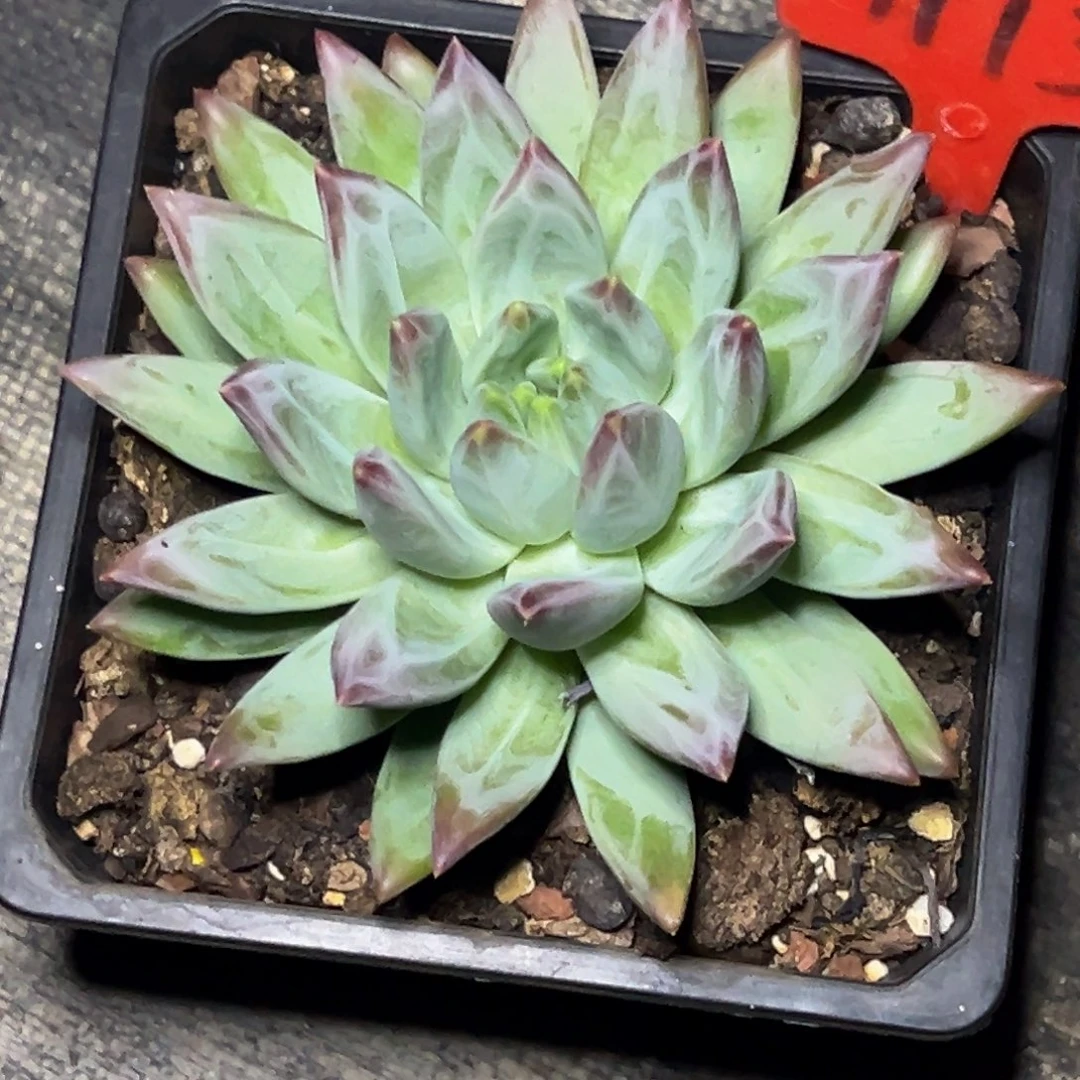 ～***～1113号晚上多肉植物群生吃