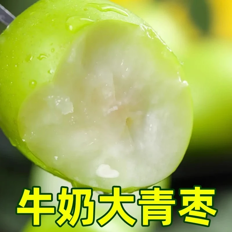 【贵妃牛奶枣】A香脆清甜福建特产青枣脆蜜甜枣水果新鲜采摘1/5斤
