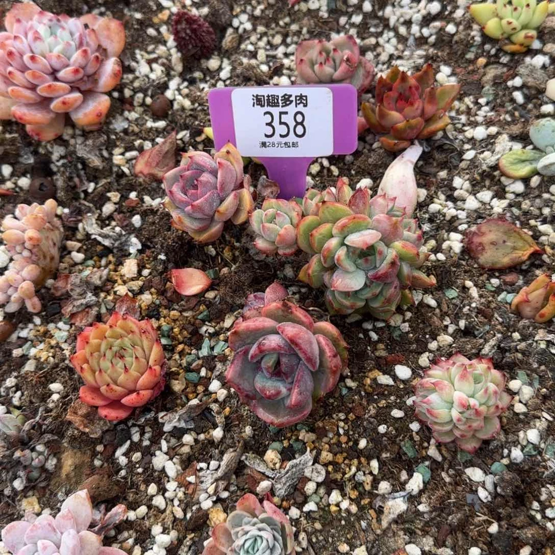 多肉食物黑层的它足他大哥