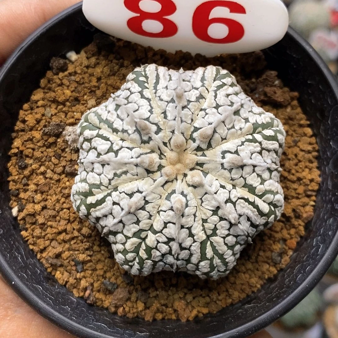 86福利特价来了哦超