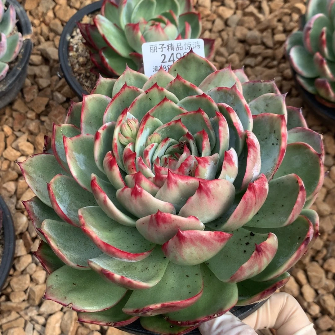 杨***扬2498号多肉一物一拍17厘米