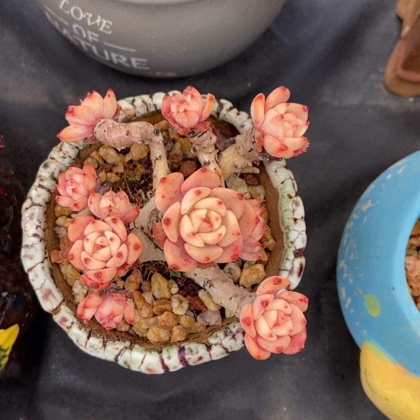 【闪购商品】晴天老桩