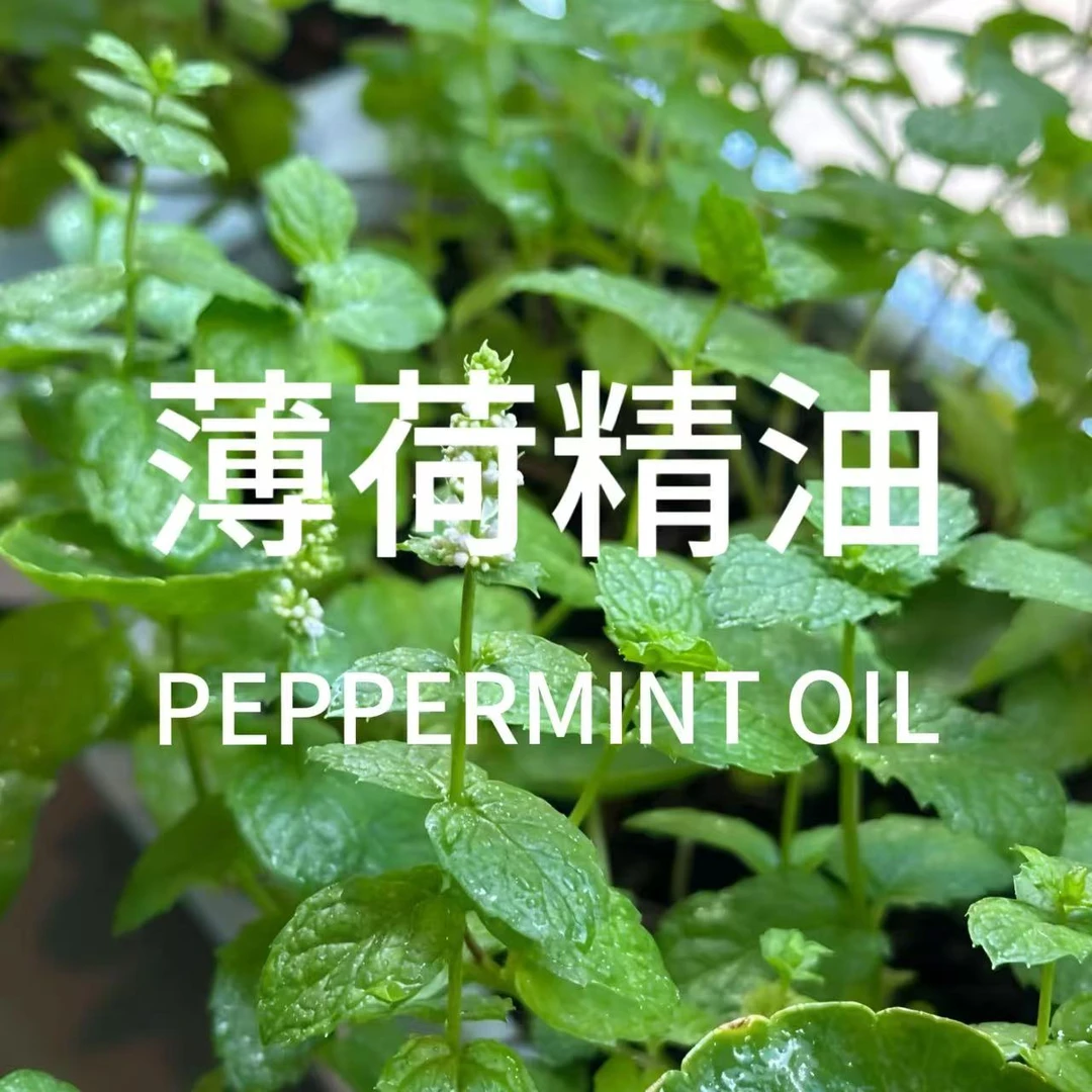 薄荷精油 单方精油