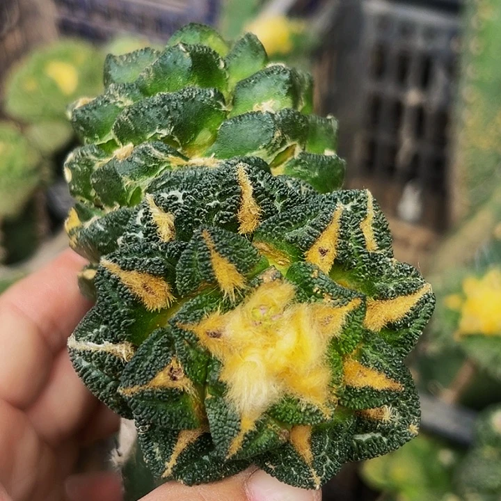 无花朵福利绣普双头辛顿牡丹440