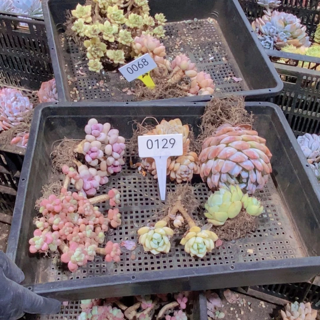 0129号。   一框。