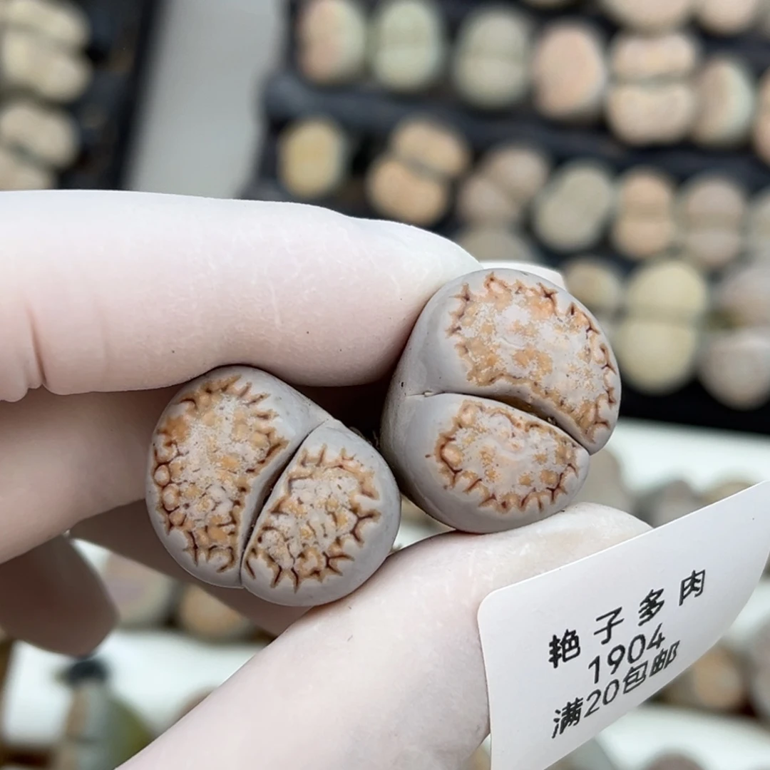 1904号一棵糖霜饼干