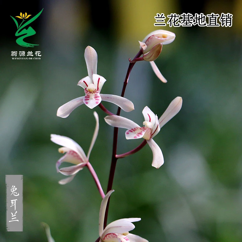 翁源兰花苗正品粉色磨砂兔耳兰新手室内好易养可爱粉色花小巧精致