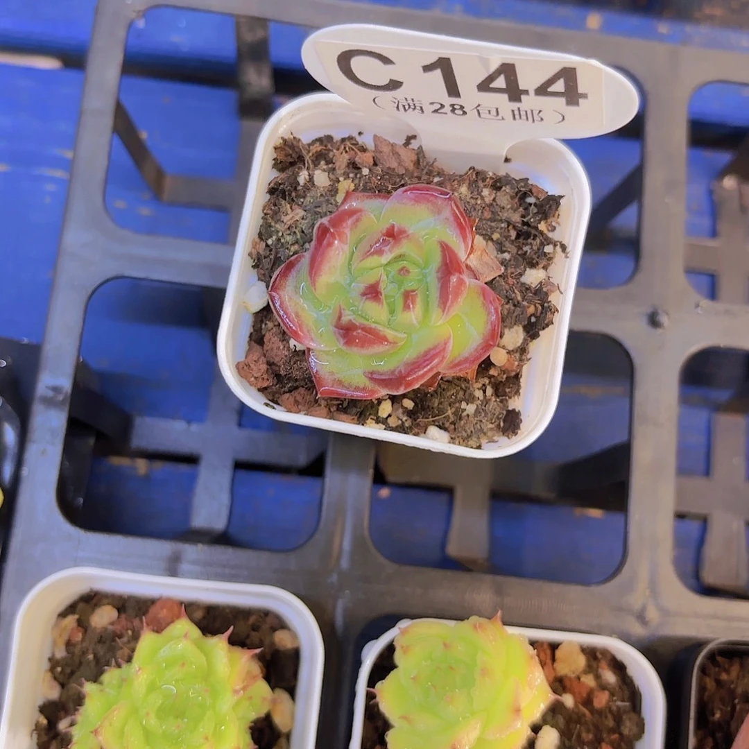 C144夜魔侠一物一拍