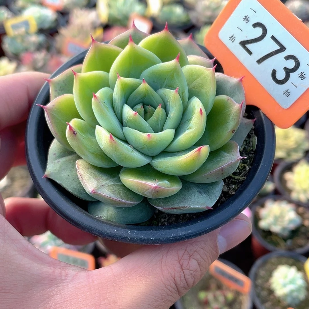 蜜蜡暗纹273号多肉