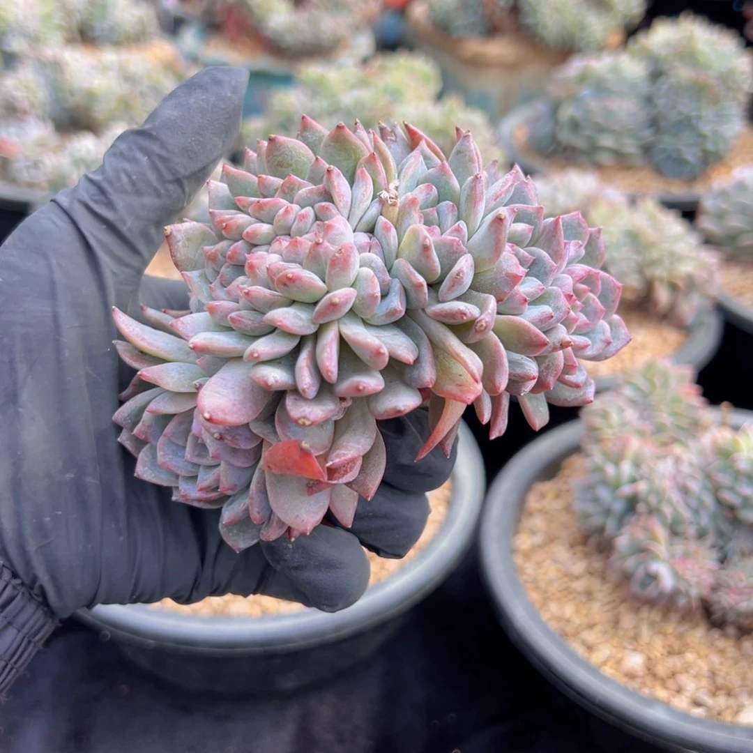 新年快乐开播福利