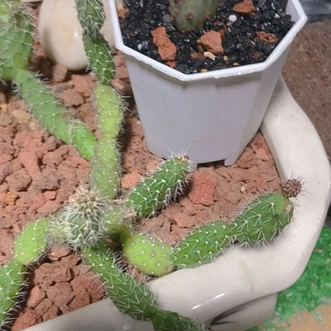 月***级仙人掌圣丽塔baby －片有根