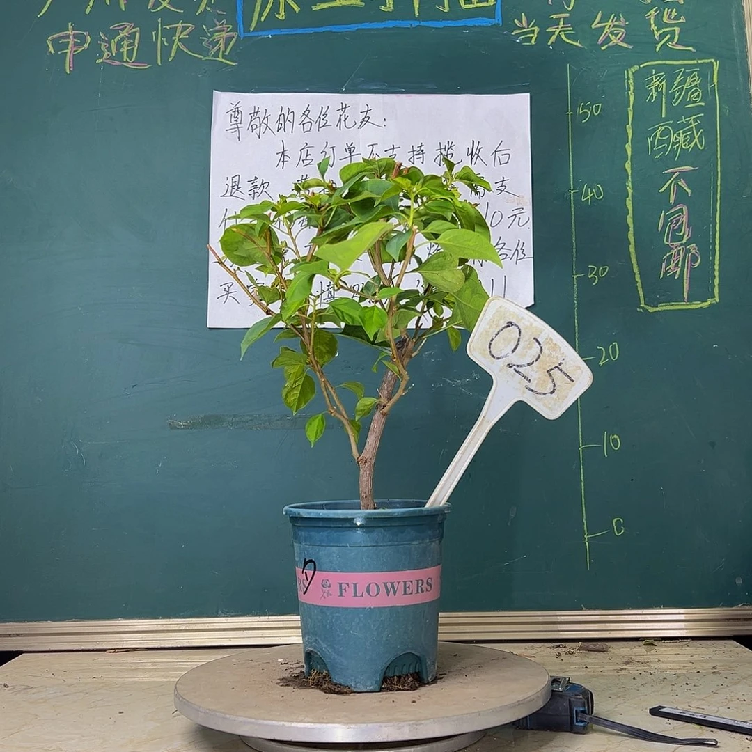 当前无花栽培后可以开花暗斑夕阳红 025