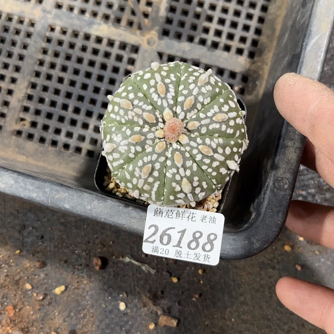 禹****馆26188一物一拍单头发货
