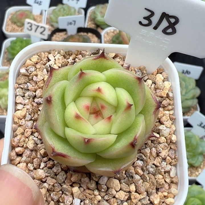 318号玉玲珑 晗雨多肉