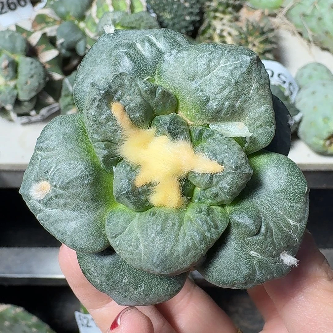 无花朵大尤连山牡丹492