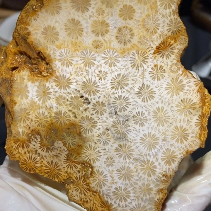 【闪购商品】未镶嵌珊瑚玉硅化玉