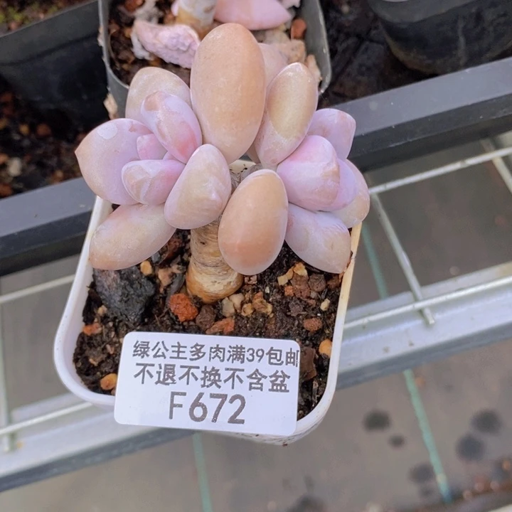桃霜老桩672多肉植物