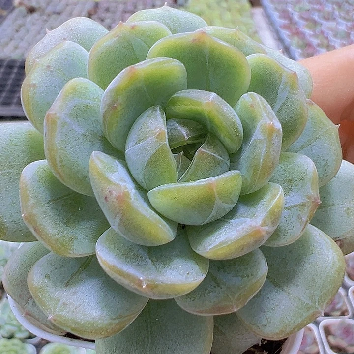 5.5盆白恋19包邮多肉
