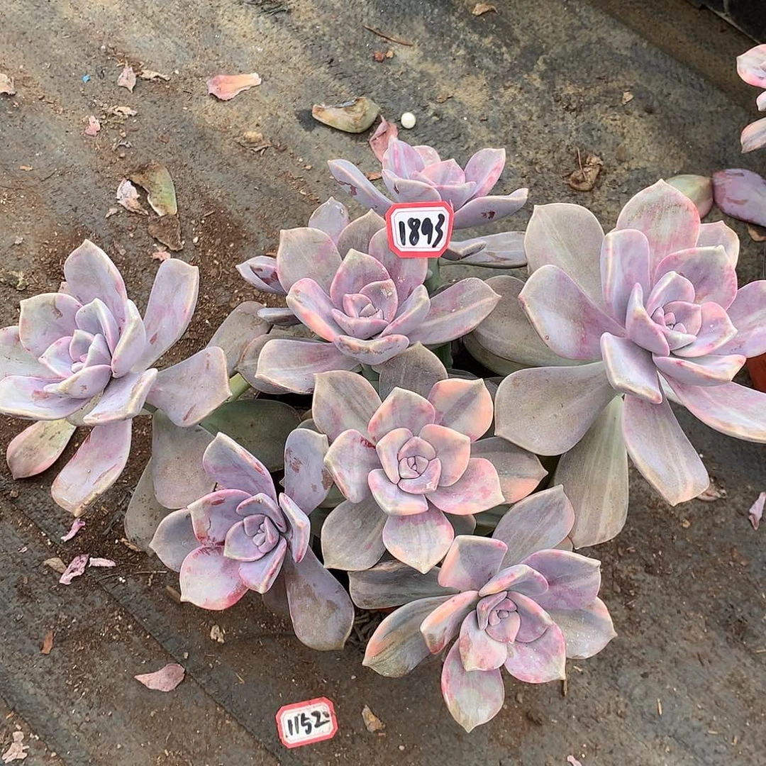 紫乐锦1893晓晓一物一拍