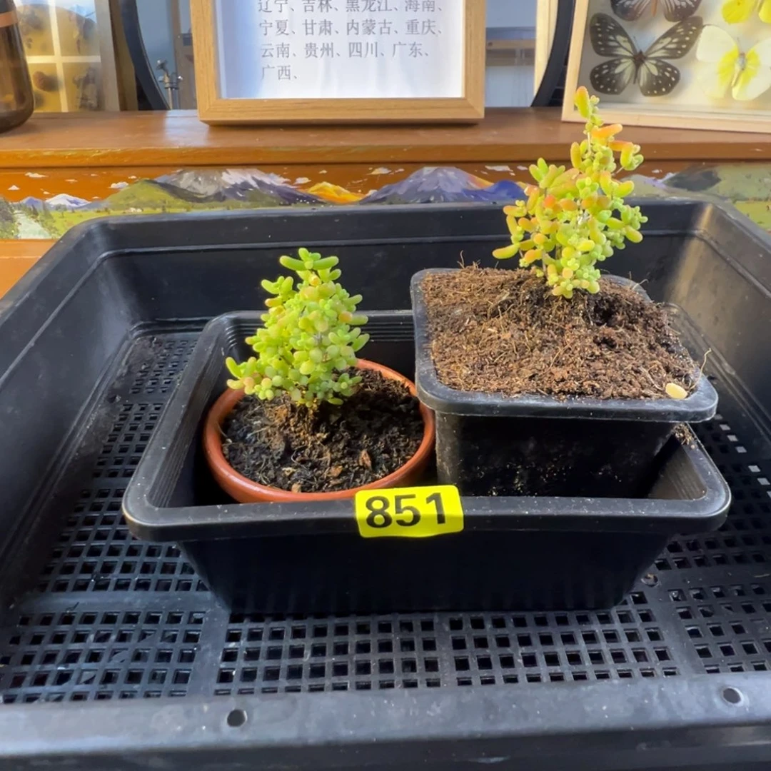 枝干番杏多肉植物851