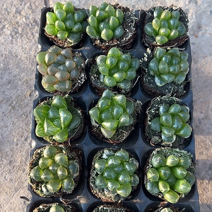 105孔玉露15颗带托盘量拍