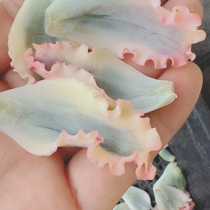 D****多肉植物多肉植物