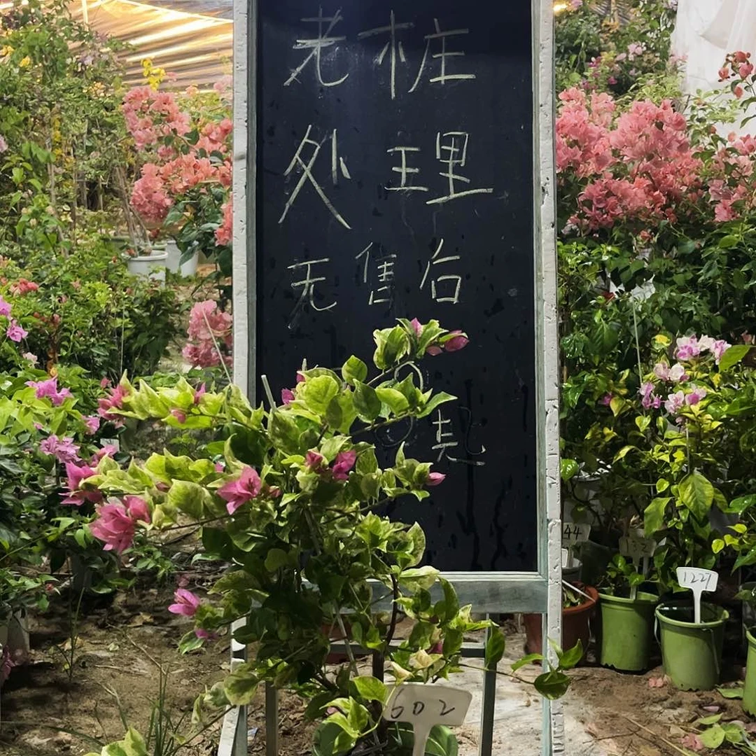 完全开放三角梅三角梅602