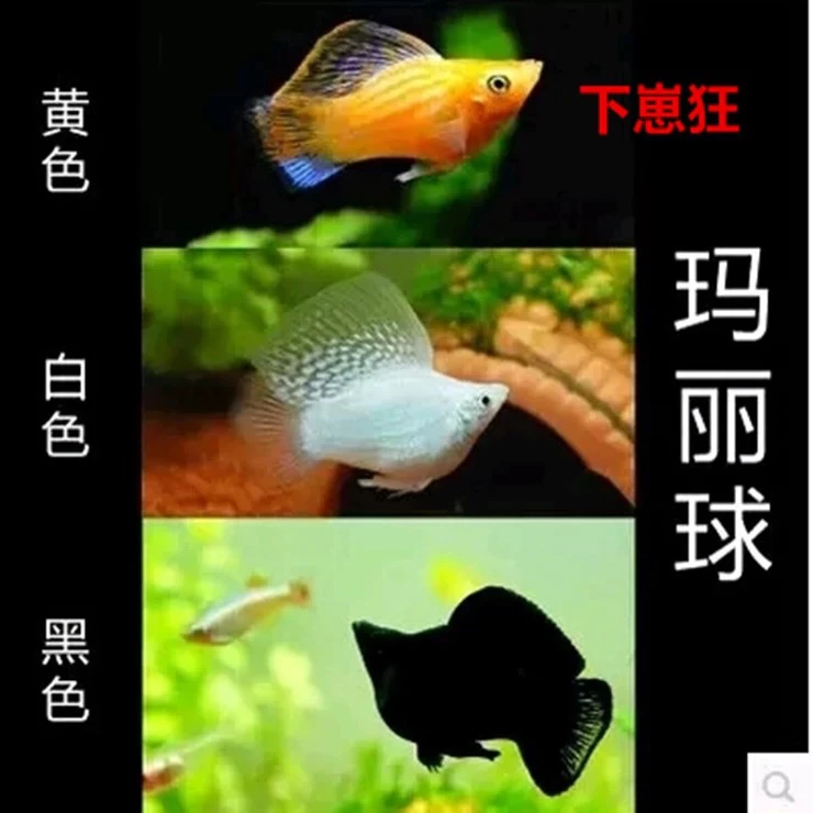 【玛丽球种鱼】精品玛丽鱼小型鱼观赏鱼热带鱼胎生鱼淡水鱼皮球鱼