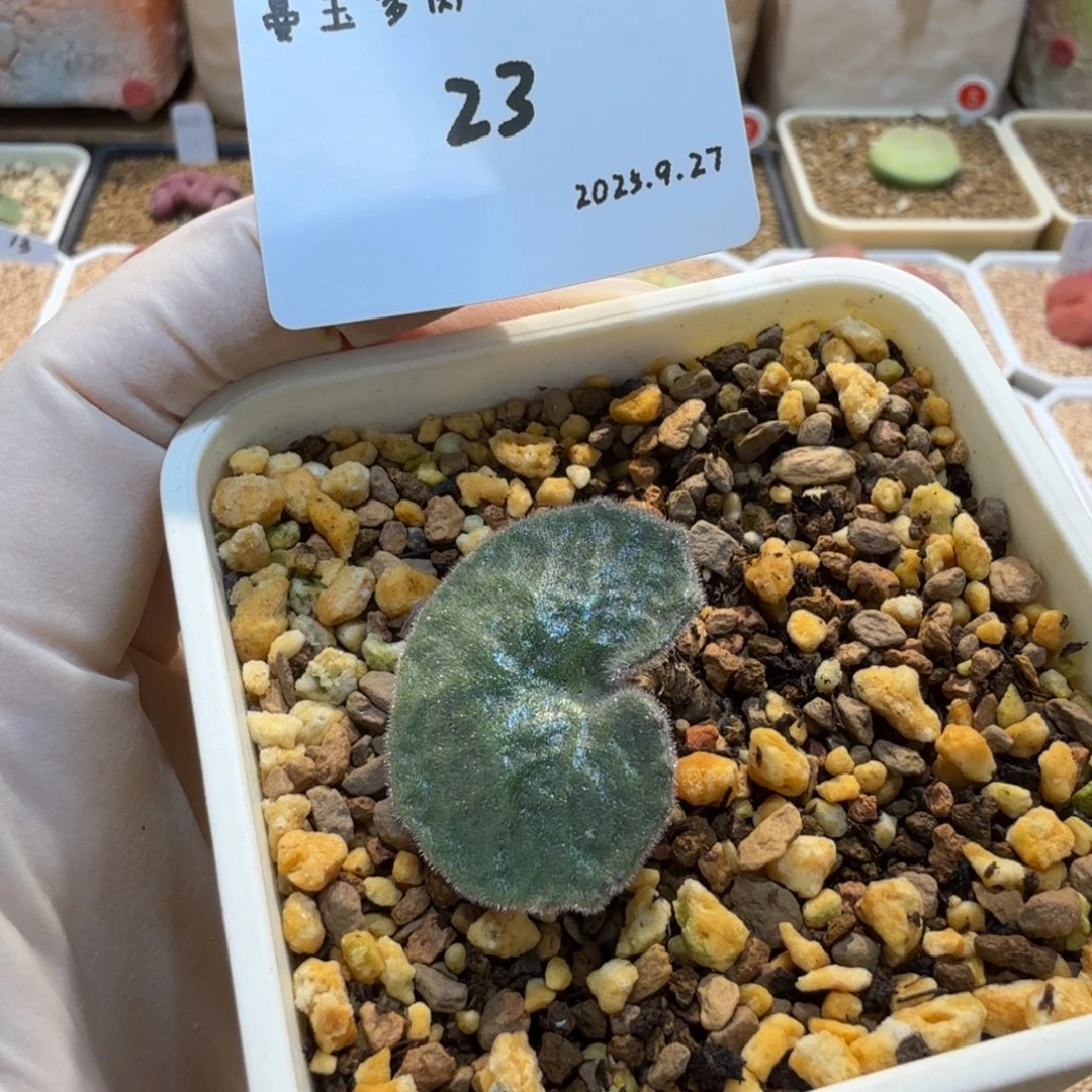 遇***好多肉多肉多肉9.27-023猪耳朵