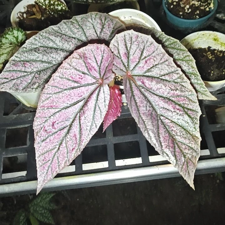 竹节秋海棠一物一拍001