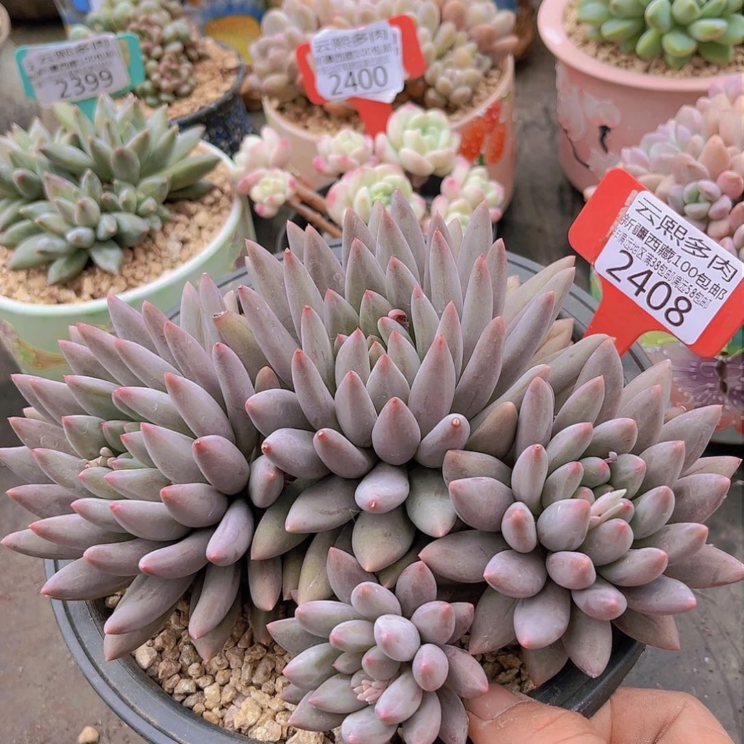 2408黄体红蜻蜓。