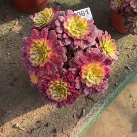 郝****?061红颜朵朵多肉