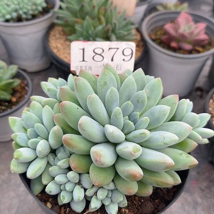 大叶奶糖1879多肉植物