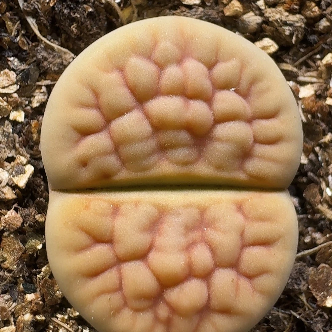 生石花211111。  300