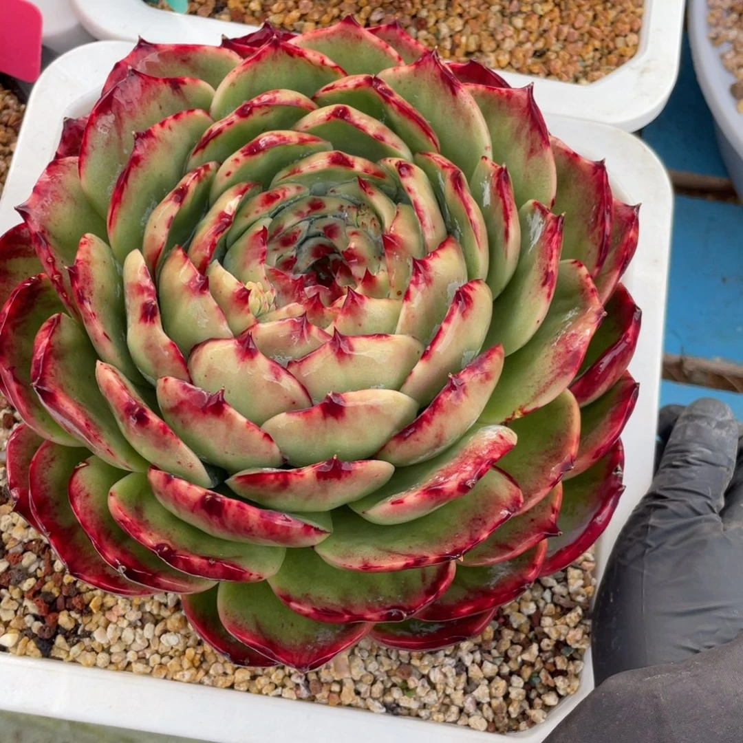 惊鸿仙子冠服21左右