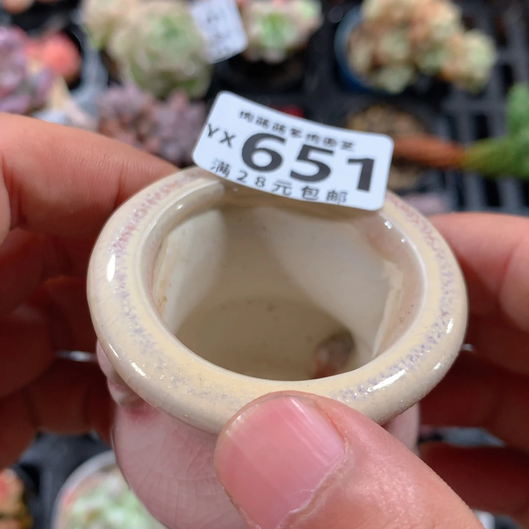 5CM拇指盆精控多肉YX651