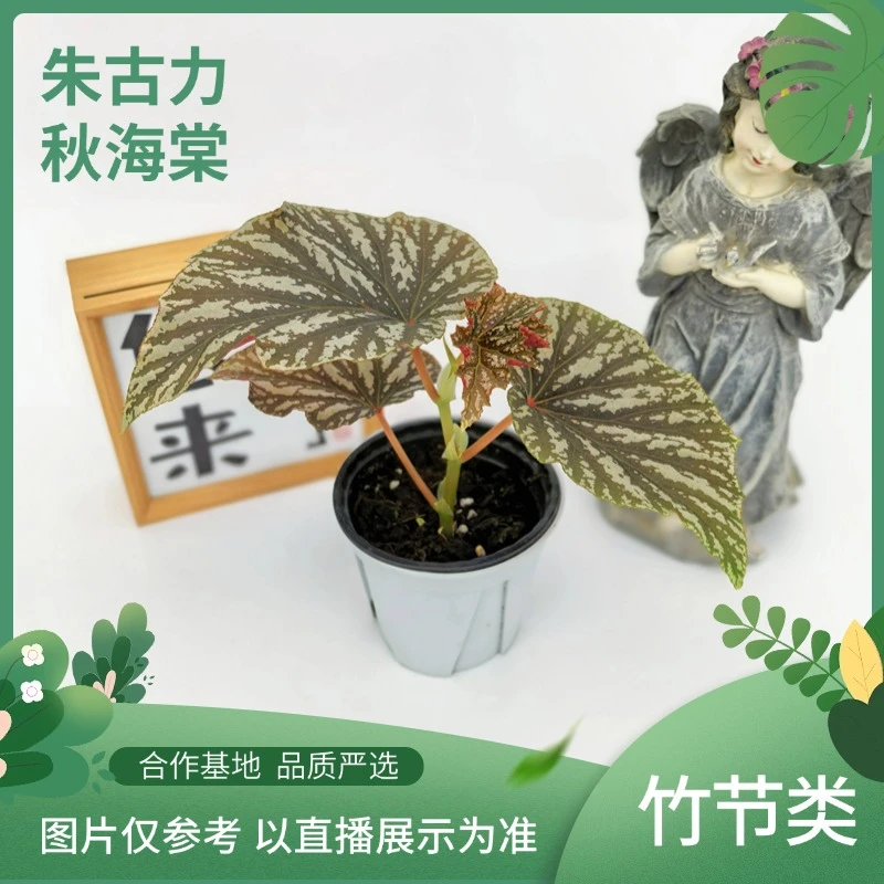 朱古力秋海棠，室内观叶植物秋海棠盆栽好养