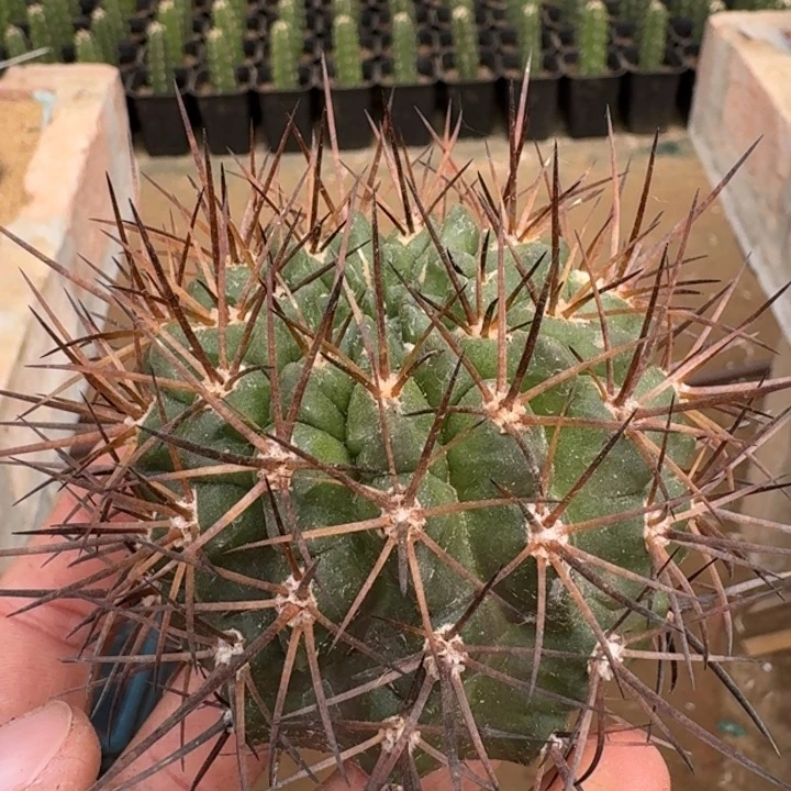 极光有根5566666666