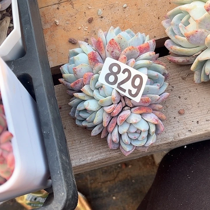 西***琴多肉植物一物一拍