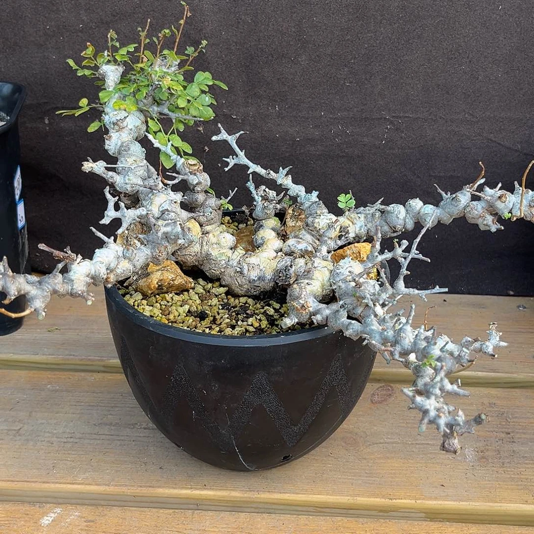 汤圆植物念珠橄榄原价8800