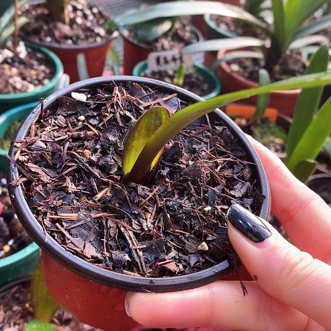 完全开放血兰君子兰花卉