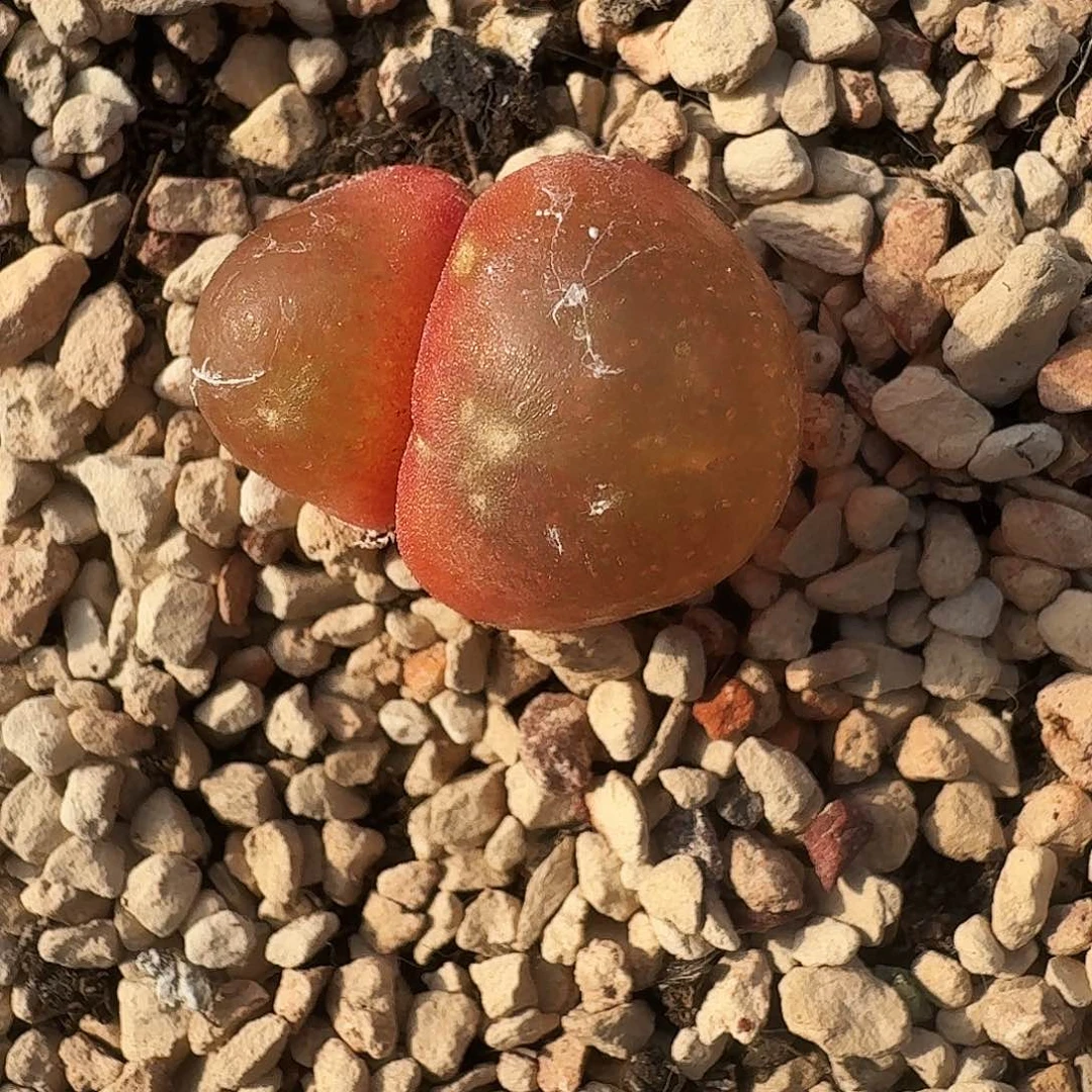 阿**肉于海波不回家今年密密麻麻