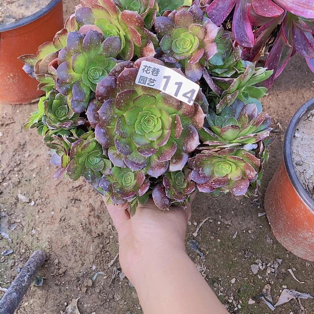 114 号一物一拍多肉植物