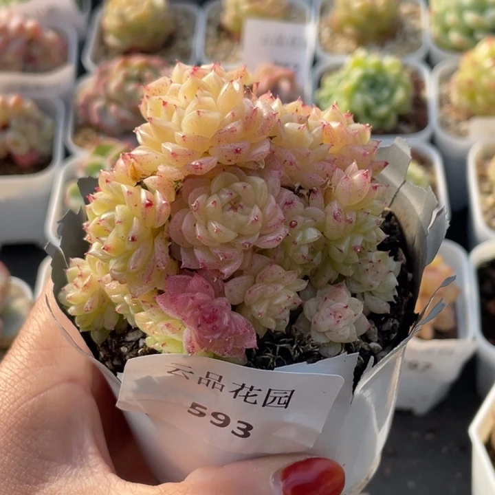 不***)693号糖心冰心珍妮 不包整