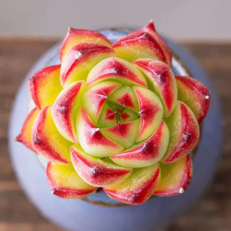 穴盘月亮石三颗3-4cm【满9.9包邮】多肉植物以直播间展示为主