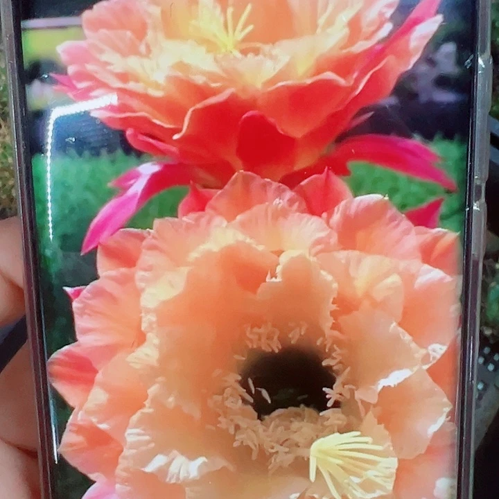 毛花柱歪歪侧芽拍一发二